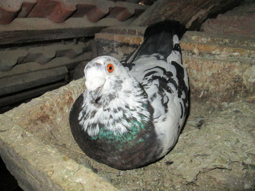  - 1 CARANCULAT ORADEA POZE 2017  NOI