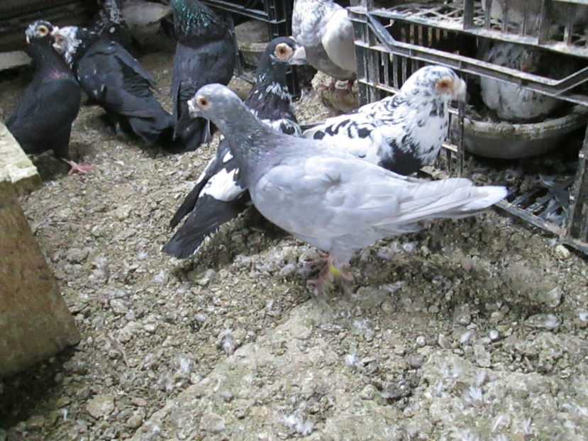  - 1 CARANCULAT ORADEA POZE 2017  NOI