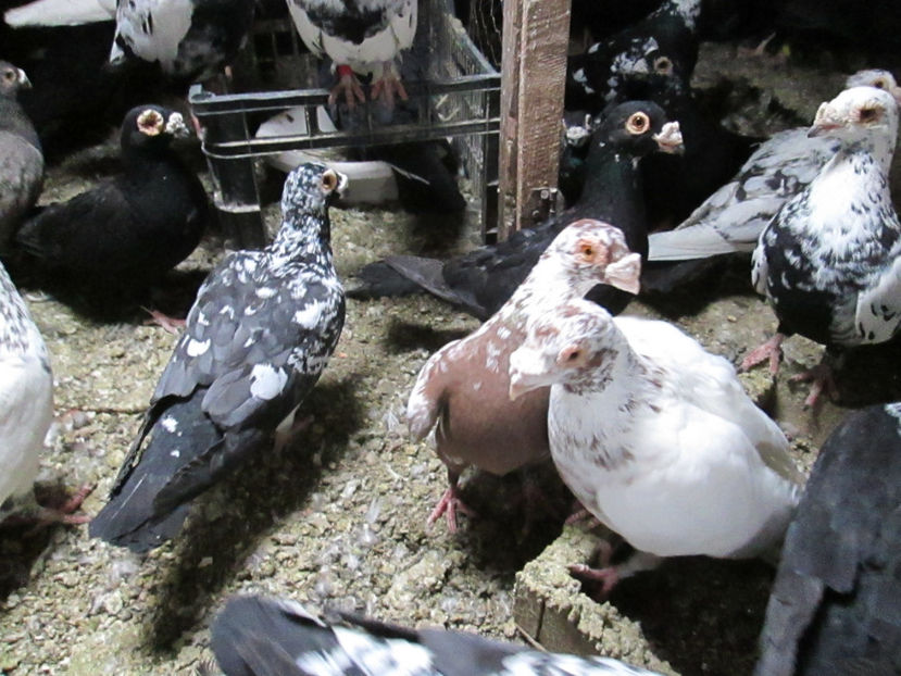  - 1 CARANCULAT ORADEA POZE 2017  NOI