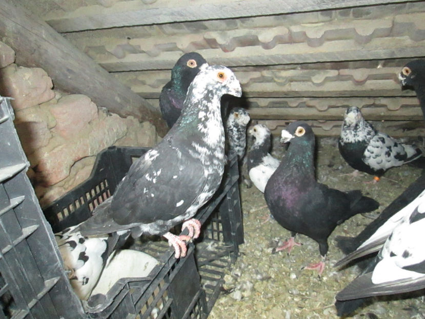  - 1 CARANCULAT ORADEA POZE 2017  NOI