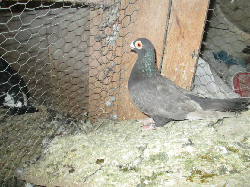  - 1 CARANCULAT ORADEA POZE 2017  NOI