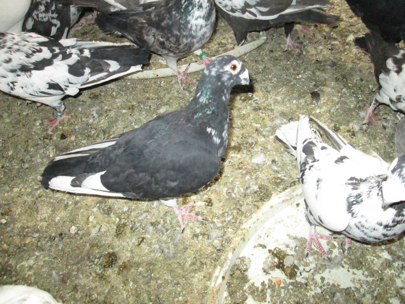  - 1 CARANCULAT ORADEA POZE 2017  NOI