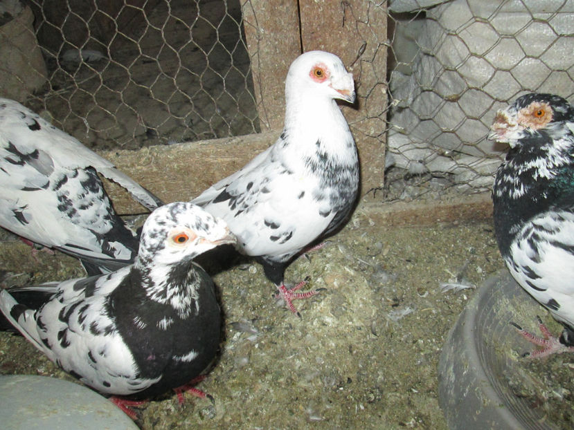  - 1 CARANCULAT ORADEA POZE 2017  NOI