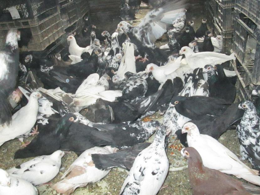  - 1 CARANCULAT ORADEA POZE 2017  NOI