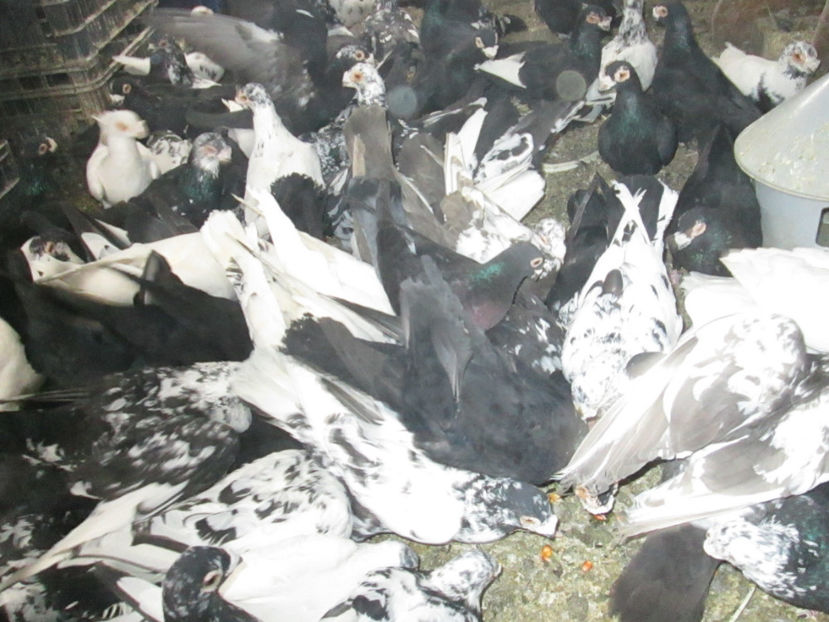  - 1 CARANCULAT ORADEA POZE 2017  NOI