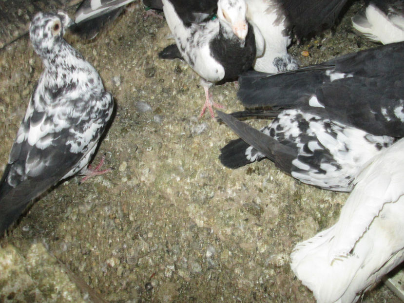  - 1 CARANCULAT ORADEA POZE 2017  NOI