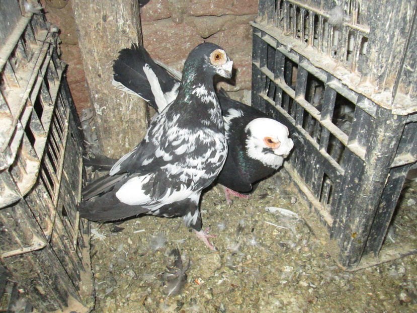  - 1 CARANCULAT ORADEA POZE 2017  NOI