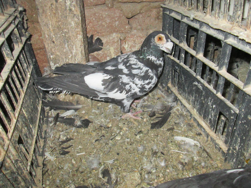  - 1 CARANCULAT ORADEA POZE 2017  NOI