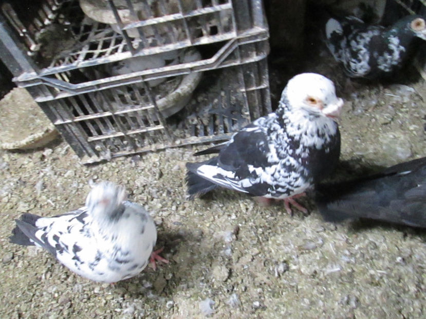  - 1 CARANCULAT ORADEA POZE 2017  NOI