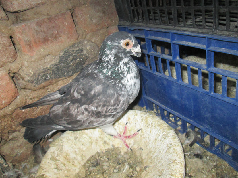  - 1 CARANCULAT ORADEA POZE 2017  NOI