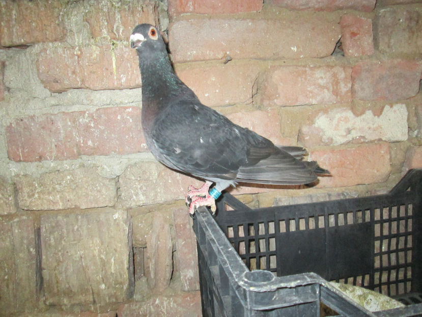  - 1 CARANCULAT ORADEA POZE 2017  NOI