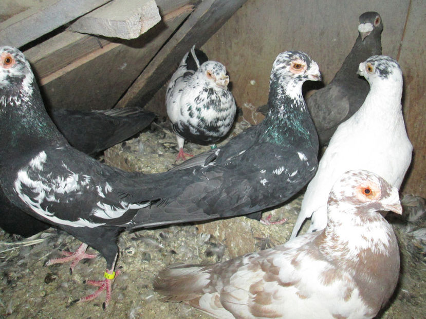  - 1 CARANCULAT ORADEA POZE 2017  NOI