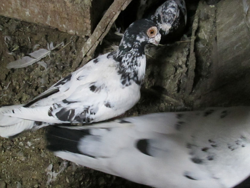  - 1 CARANCULAT ORADEA POZE 2017  NOI