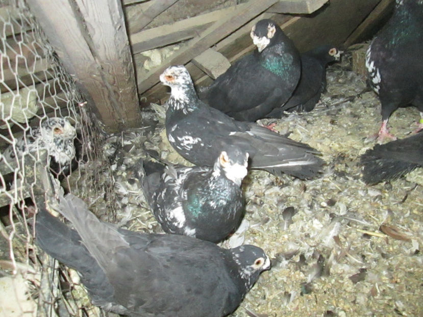  - 1 CARANCULAT ORADEA POZE 2017  NOI