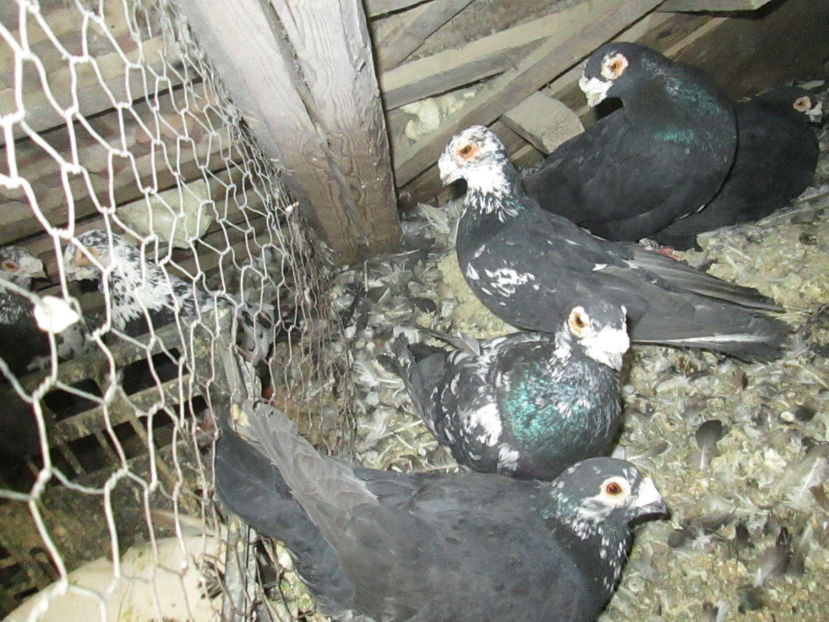  - 1 CARANCULAT ORADEA POZE 2017  NOI