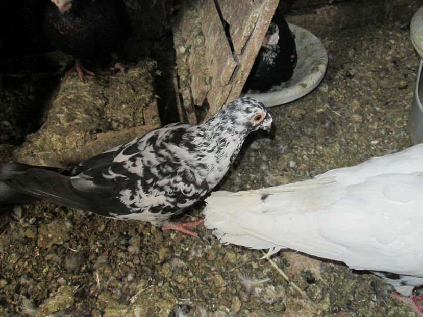  - 1 CARANCULAT ORADEA POZE 2017  NOI