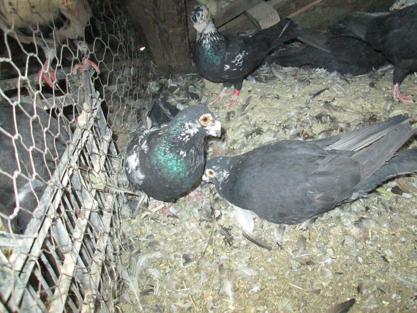  - 1 CARANCULAT ORADEA POZE 2017  NOI