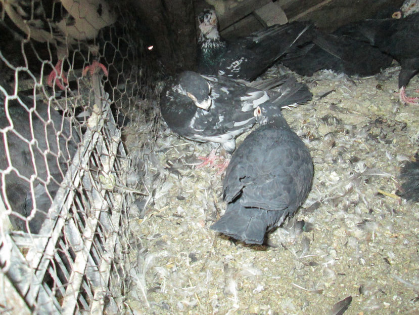  - 1 CARANCULAT ORADEA POZE 2017  NOI