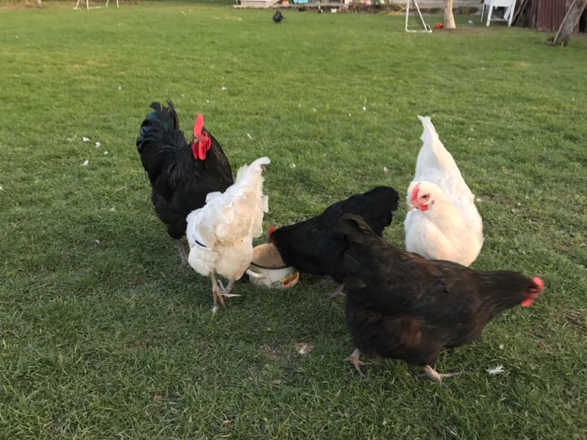  - Matca Australorp 2017