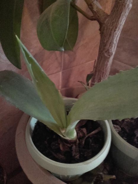  - Flori interior 2017