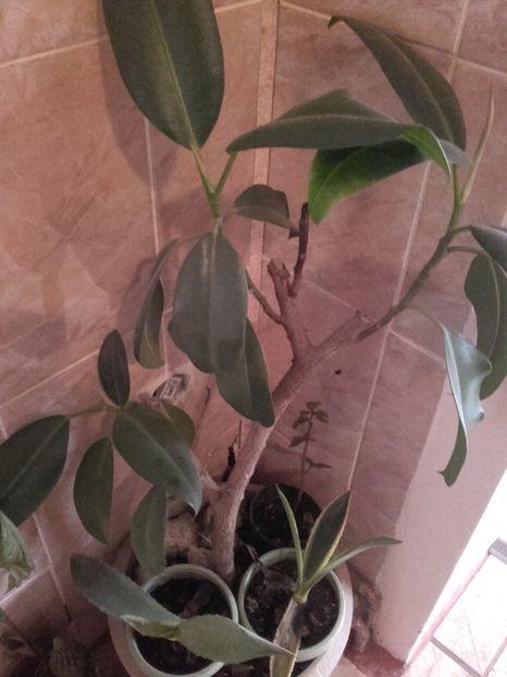  - Flori interior 2017