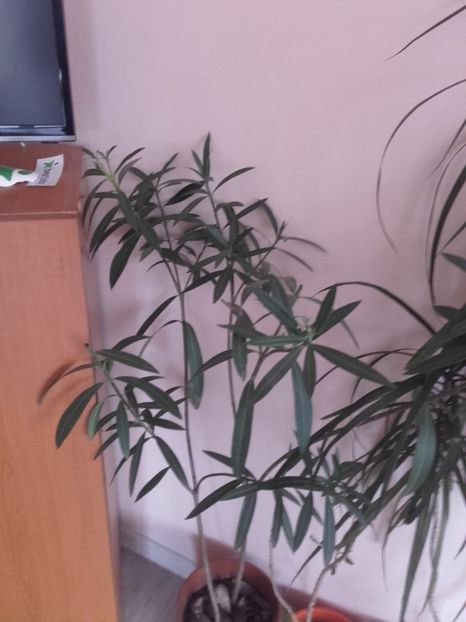  - Flori interior 2017