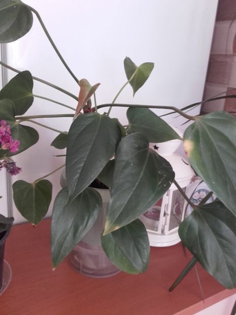  - Flori interior 2017