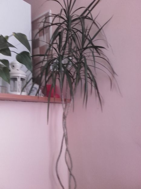  - Flori interior 2017