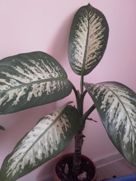  - Flori interior 2017