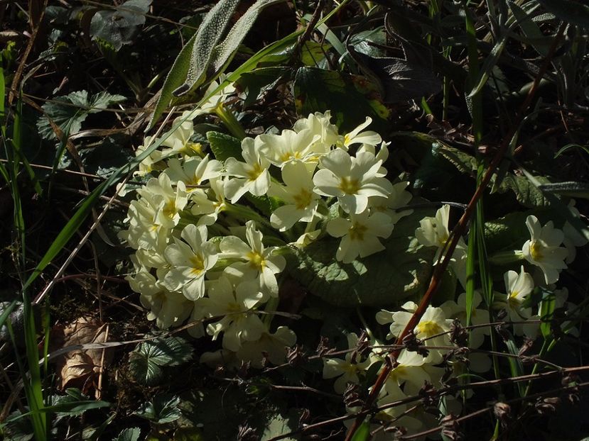 primula galbena - 2017 - My messy garden