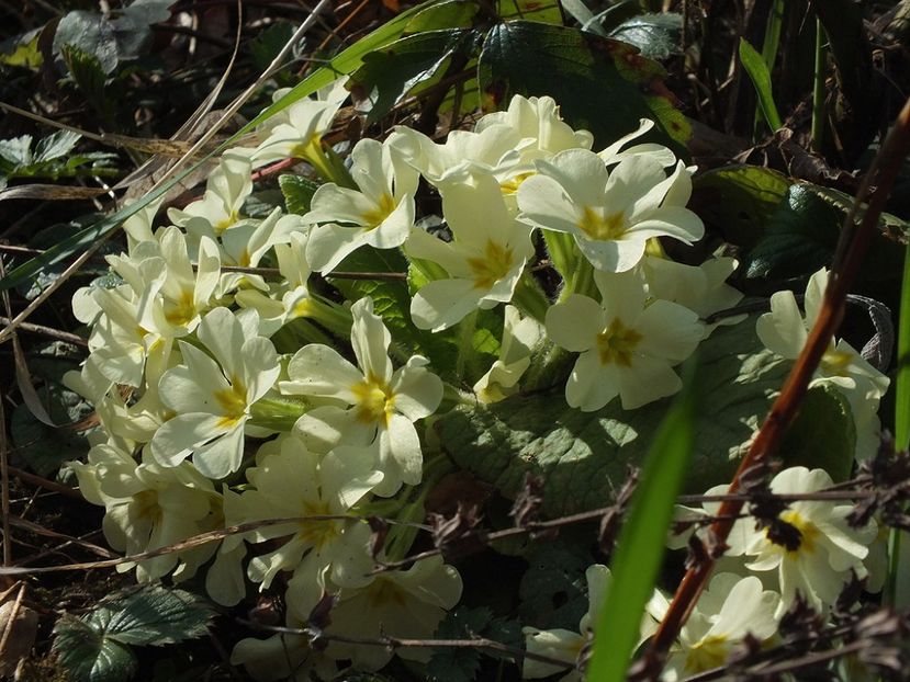 primula galbena2 - 2017 - My messy garden