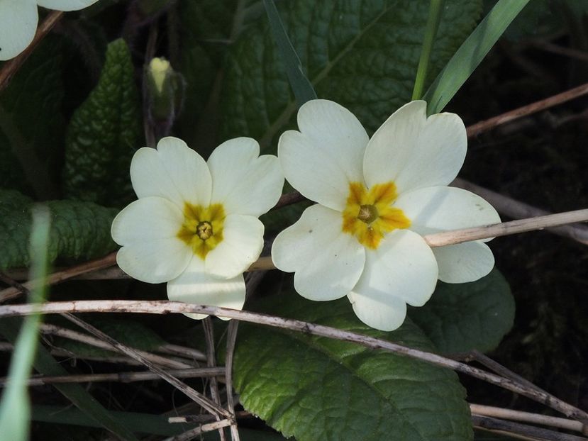 primula galbena3 - 2017 - My messy garden