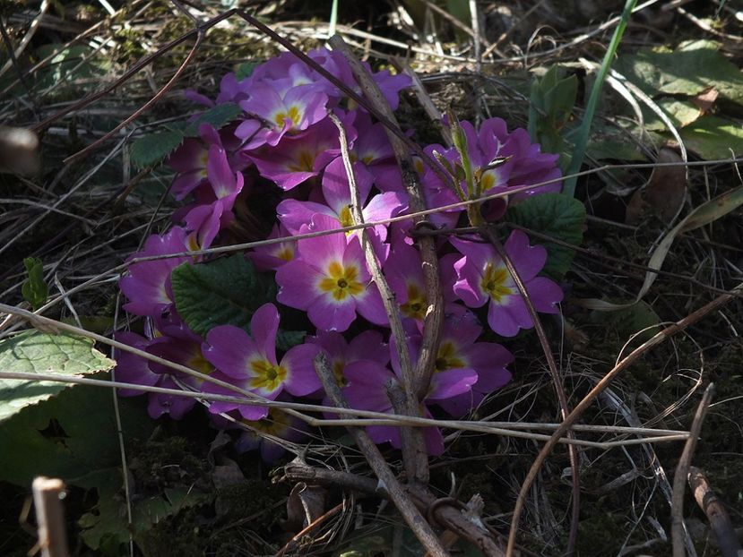 primula roz - 2017 - My messy garden