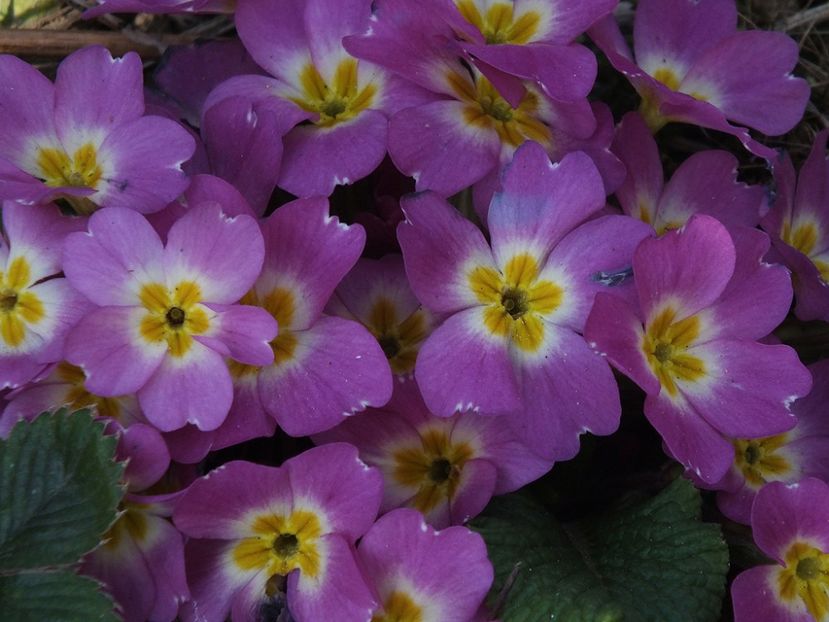 primula roz1 - 2017 - My messy garden