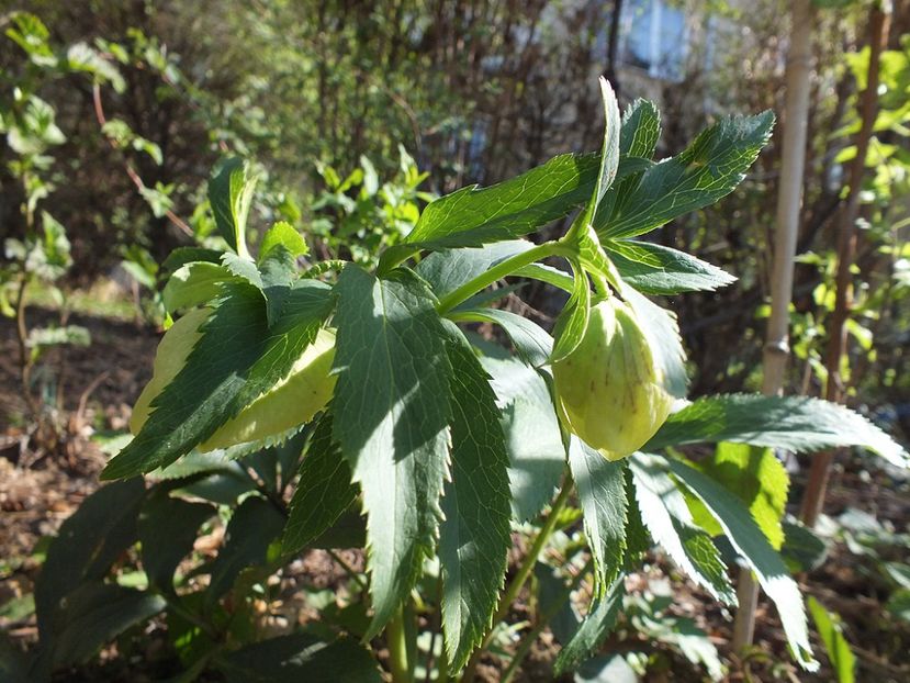 Helleborus Yellow Lady2 - 2017 - My messy garden