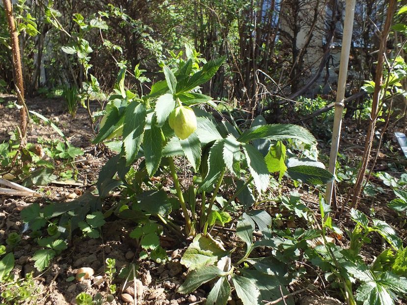 Helleborus Yellow Lady3 - 2017 - My messy garden