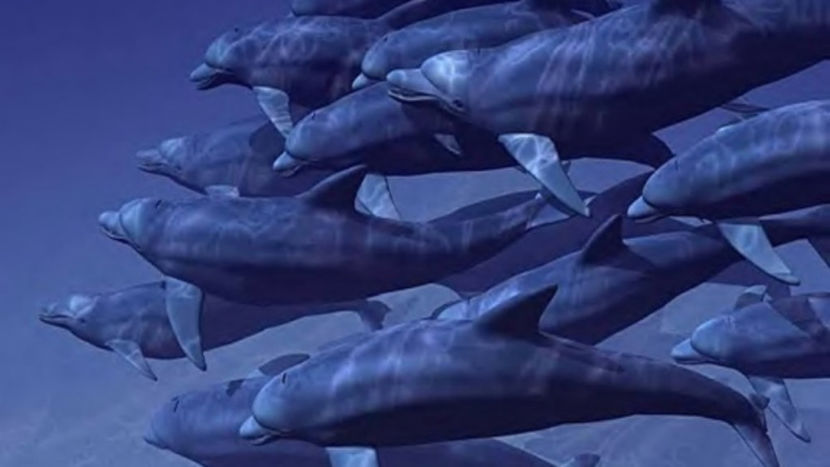 wallpaper-een-school-dolfijnen-0n - O_o Comportamente ale animalelor care imita cele mai rele comportamente umane O_o