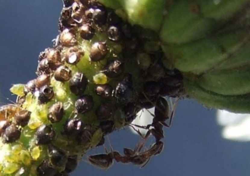 9-ants-and-aphids - O_o Comportamente ale animalelor care imita cele mai rele comportamente umane O_o
