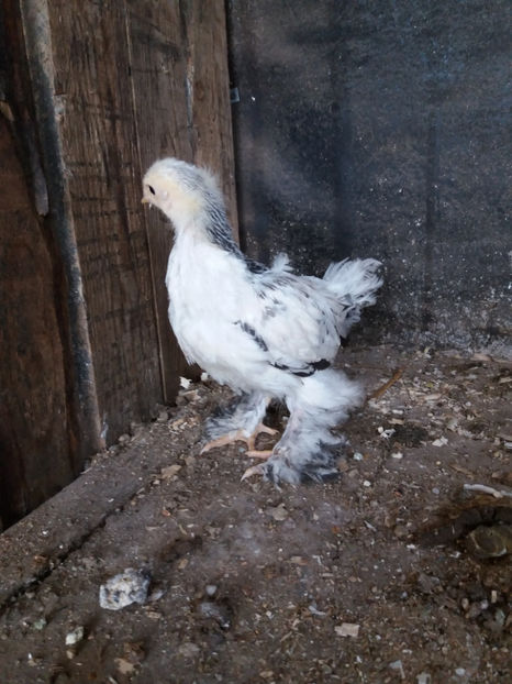 tmp_30310-20170403_163057337522655 - AB_Pui si Tineret 2017