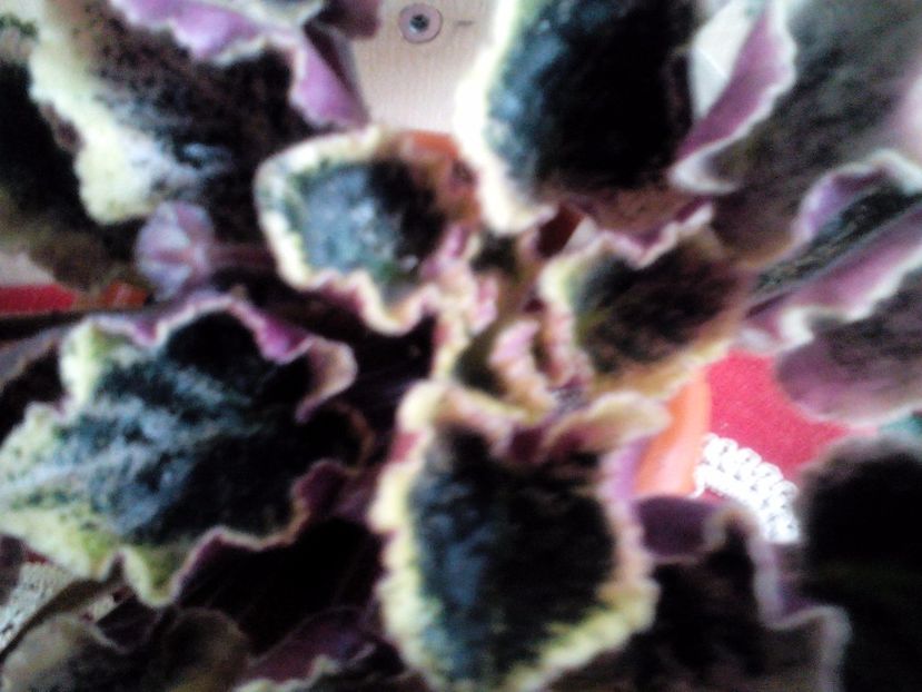  - Ian Doubt de la Olivia