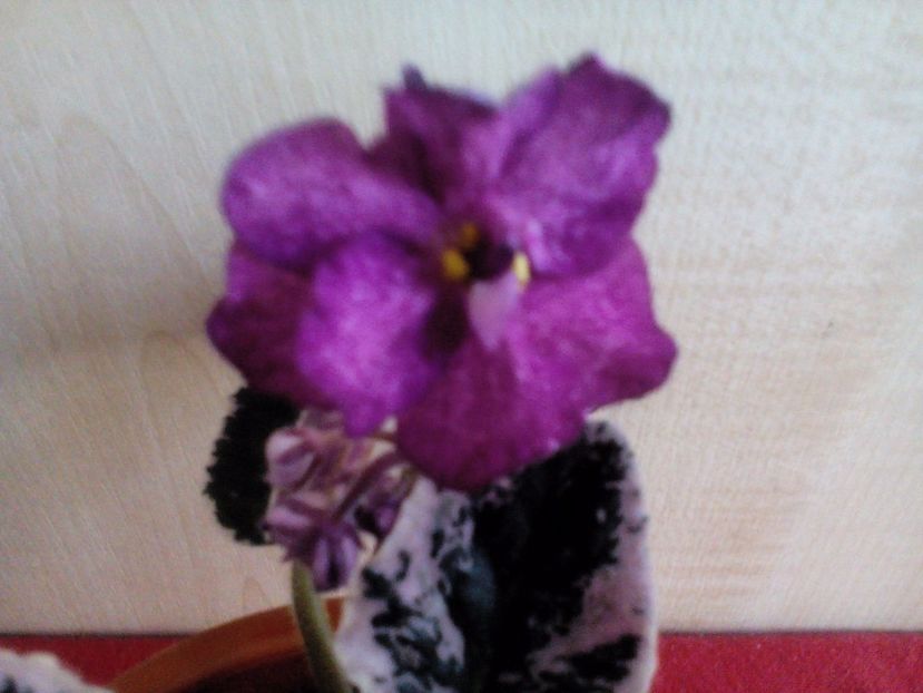  - Buckeye Fiesta de la Tanase