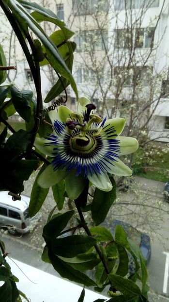  - Passiflora