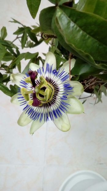  - Passiflora