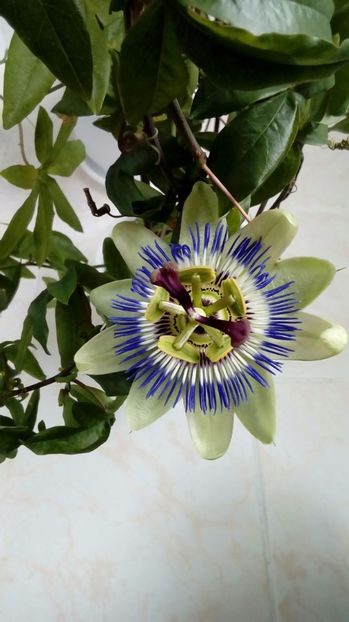  - Passiflora