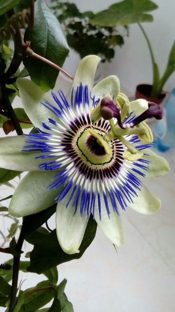  - Passiflora