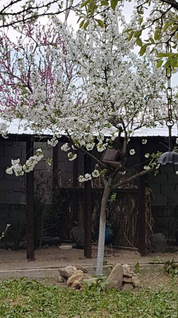 PRIMAVARA ESTE SUPERBA - CONTACT