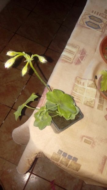  - Muscate curgatoare