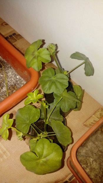 1491323836299-1722443641 - Muscate curgatoare