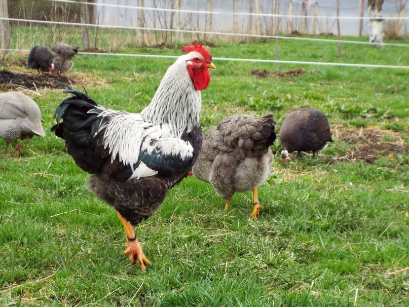  - 1 Plymouth rock silver 2012-2021 arhiva