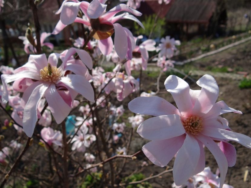 sub ele sunt butasi pusi la inradacinat :) - E primavara iarasi primavara